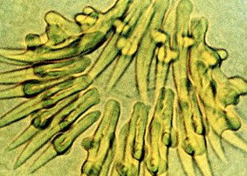Quase 90 casos da ‘Doença da Paca’ são registrados em três municípios do interior do Acre
