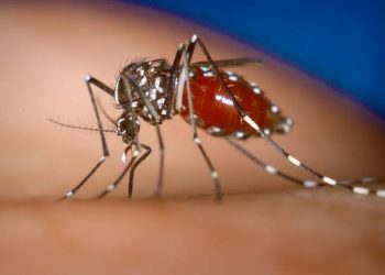 Rio Branco concentra 50% dos casos de dengue do Acre, segundo a Sesacre