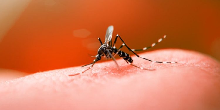 Ministério da Saúde anuncia centro de emergência para conter epidemia de dengue
