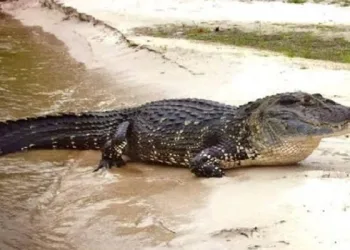 MPAC apura possível crime ambiental após abate de jacaré-açu em Manoel Urbano