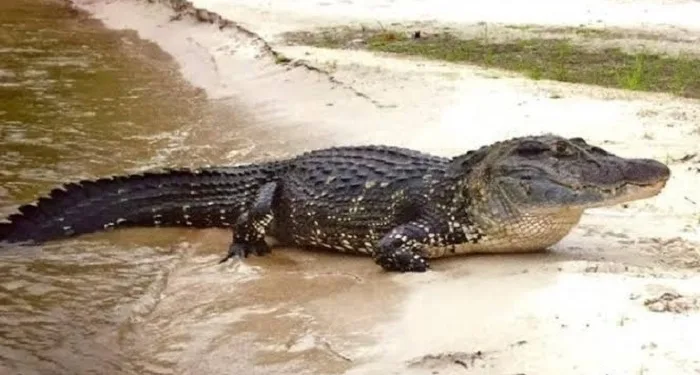 MPAC apura possível crime ambiental após abate de jacaré-açu em Manoel Urbano