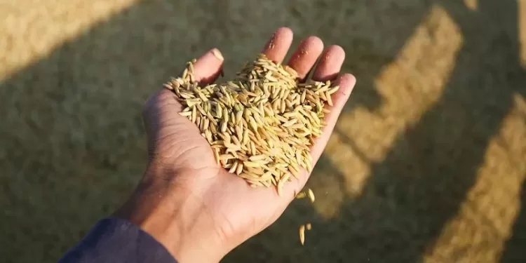 Preço do arroz deve cair cerca de 20% nas próximas semanas, afirma ministro da Agricultura