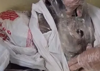 Homem é preso transportando 3,2 kg de maconha em peixes