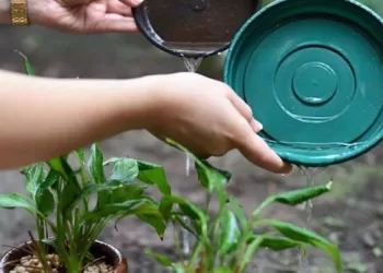 Casos de dengue têm aumento de 359,7% no Acre em relação ao mesmo período de 2023