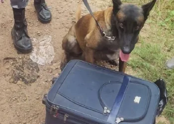 Cerca de 16 kg de drogas são apreendidos durante abordagem em ônibus no Acre