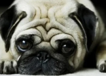 Hotel pet é condenado a pagar R$ 15 mil à tutora de cão morto esquecido dentro do carro da empresa