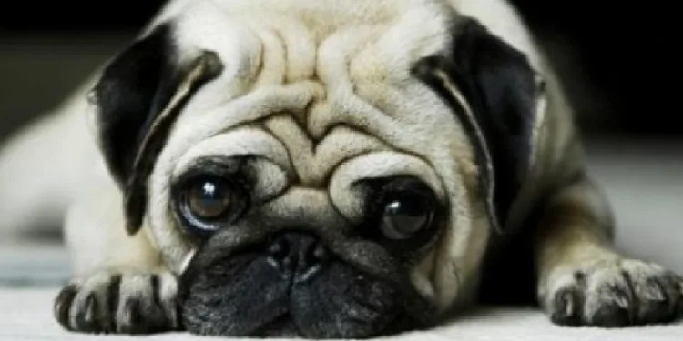 Hotel pet é condenado a pagar R$ 15 mil à tutora de cão morto esquecido dentro do carro da empresa