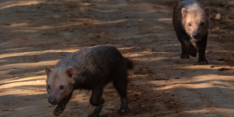 Ameaçado de extinção, cachorro-vinagre é registrado por biólogo acreano em Rio Branco