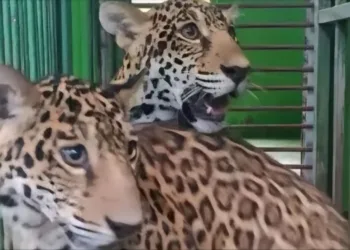 Parque Chico Mendes desmente fake news sobre fuga das onças Maiara e Maraísa