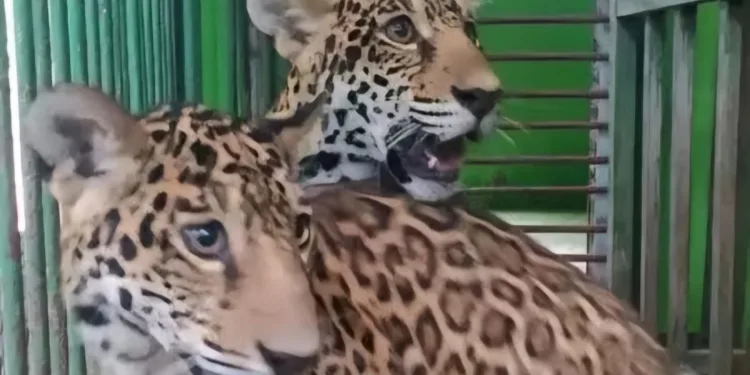 Parque Chico Mendes desmente fake news sobre fuga das onças Maiara e Maraísa