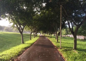 Semeia RB realoca árvores do TCE para parque Tucumã; arquiteto afirma que nenhuma sobreviverá