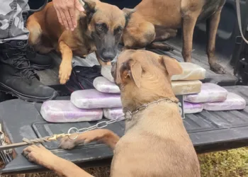 Quase 12 kg de drogas são apreendidos em caminhão no interior do Acre