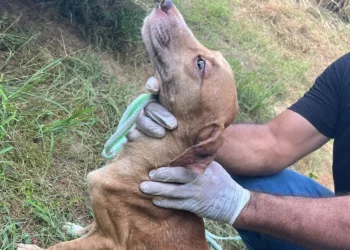 Operação policial resgata 40 animais de maus-tratos em área rural da Transacreana