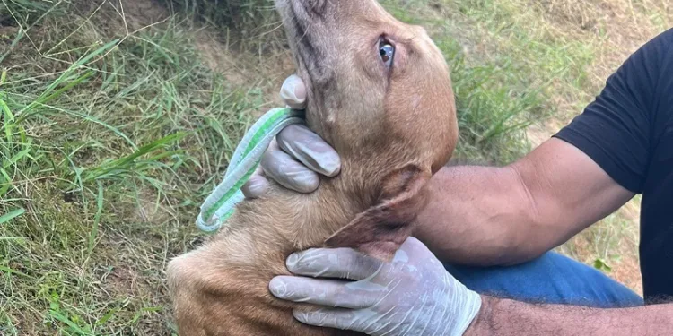 Operação policial resgata 40 animais de maus-tratos em área rural da Transacreana