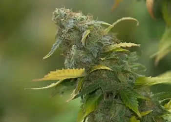 Entenda a decisão do STF que descriminalizou o porte de maconha