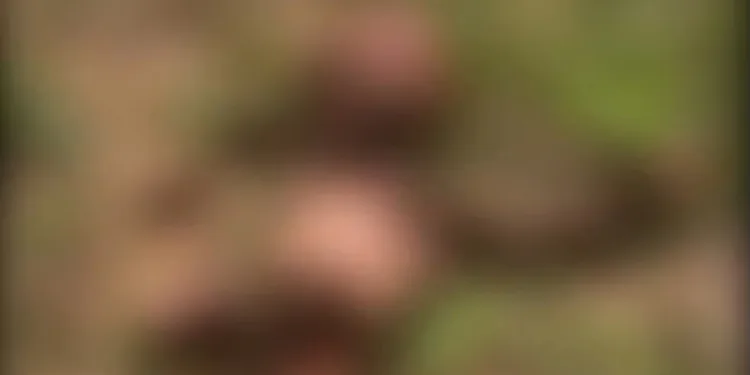 Adolescente induzida ao aborto acreditava que medicamento iria “dissolver a criança”, diz delegado