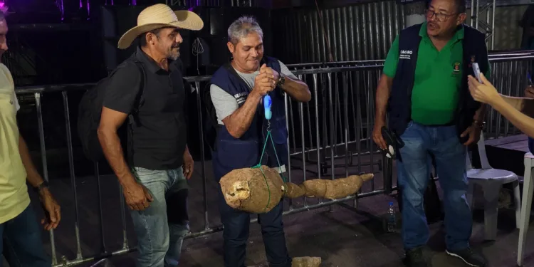 Seis produtores rurais concorrem na competição da maior macaxeira, prêmios somam R$ 10 mil