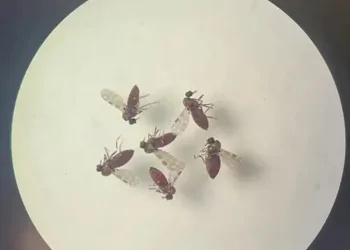 Febre Ouropuche: relatório da Fiocruz constata que casos no Acre são de nova linhagem do vírus