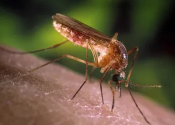 Brasil elimina elefantíase como problema de saúde pública