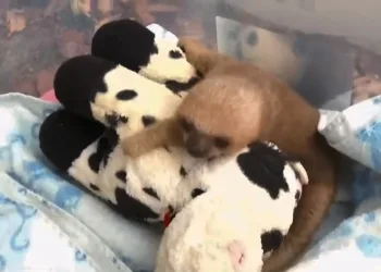 Campanha de arrecadação de pelúcias busca ajudar filhotes órfãos e animais feridos pelas queimadas no Acre