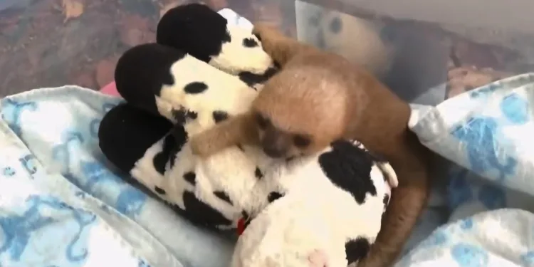 Campanha de arrecadação de pelúcias busca ajudar filhotes órfãos e animais feridos pelas queimadas no Acre