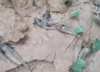 Crise ambiental: Prefeitura de Rio Branco investiga mortes de peixes no Rio Acre