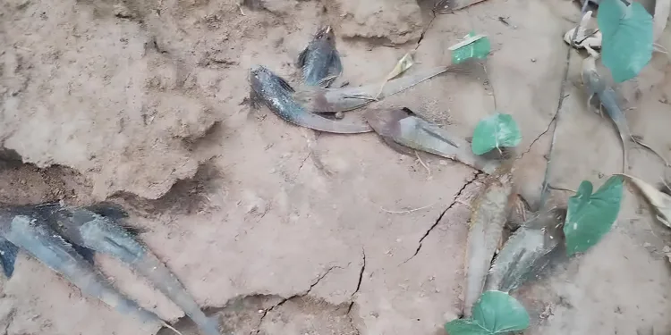 Crise ambiental: Prefeitura de Rio Branco investiga mortes de peixes no Rio Acre