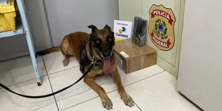 Cão farejador da Polícia Federal no Acre se aposenta após sete anos de serviço