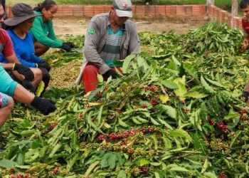 Produtoras de café acreanas são finalistas da 7ª edição do Concurso Florada Premiada