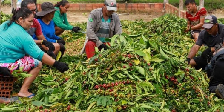 Produtoras de café acreanas são finalistas da 7ª edição do Concurso Florada Premiada