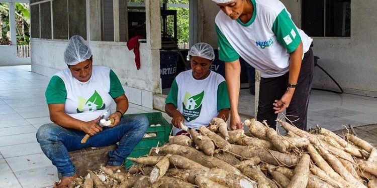 Cruzeiro do Sul recebe título de Capital Nacional da Farinha de Mandioca