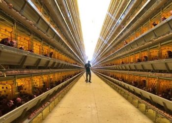 Idaf inicia implantação de plano de vigilância de influenza aviária idealizado pelo Ministério da Agricultura