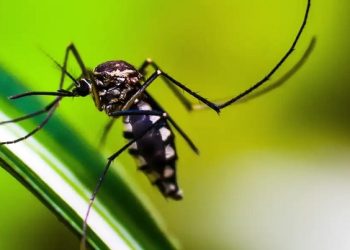 Com 90% dos municípios atingidos, Acre enfrenta aumento de casos de arboviroses