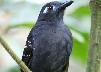 Acre é pré-selecionado para projeto da Embratur e se consolida como destino de observação de aves