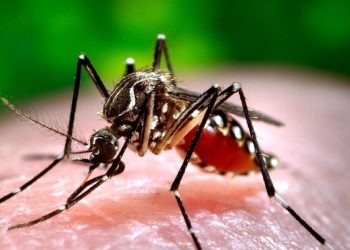 Baixa cobertura vacinal: apenas 29% da população está protegida contra dengue no Acre