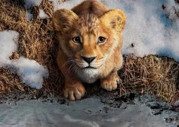 Mufasa: O Rei Leão; o que você precisa saber sobre o novo campeão de bilheteria nos cinemas