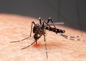 Equipe do Ministério da Saúde vem ao Acre articular ações com municípios contra Dengue