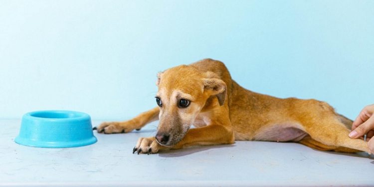 “Petinder” é lançado em Rio Branco para promover match entre pets e novos lares; conheça