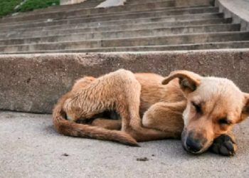 Dia Mundial do Animal de Rua é celebrado nesta sexta-feira; conheça como ajudar em Rio Branco