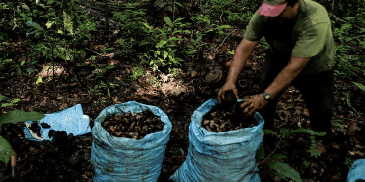 Lula sanciona lei que torna Sena Madureira a Capital Nacional da Castanha do Brasil