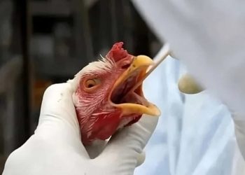 Como a gripe aviária pode afetar seu bolso?