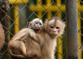 Parque Chico Mendes funciona normalmente durante feriado do Dia do Trabalhador