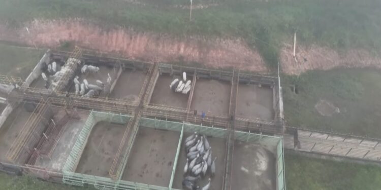 ICMBio esclarece motivos da retirada de gado de áreas irregulares na Reserva Chico Mendes