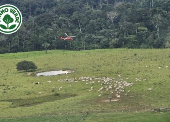 Governo retira gado ilegal da Resex Chico Mendes após decisão judicial