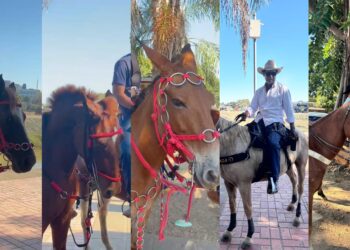 Boneca, Faísca, Gavião e até Delícia: Cavalgada 2025 reúne nomes inusitados e histórias de quem faz a festa