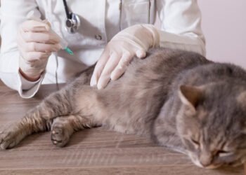 Acre obriga clínicas e hospitais veterinários a manter área de isolamento para animais com doenças contagiosas