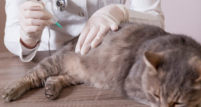 Acre obriga clínicas e hospitais veterinários a manter área de isolamento para animais com doenças contagiosas