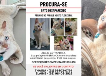Dona procura gato desaparecido no Horto Florestal em Rio Branco e oferece recompensa de R$ 1 mil