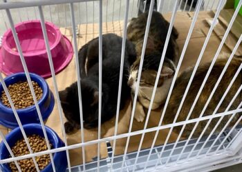 Pets ganham chance de um novo lar em ação inédita na Expoacre 2025