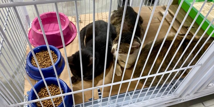 Pets ganham chance de um novo lar em ação inédita na Expoacre 2025